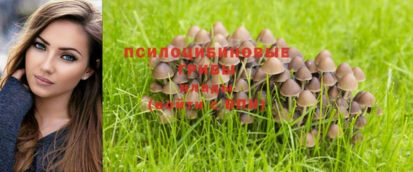 спиды Аркадак